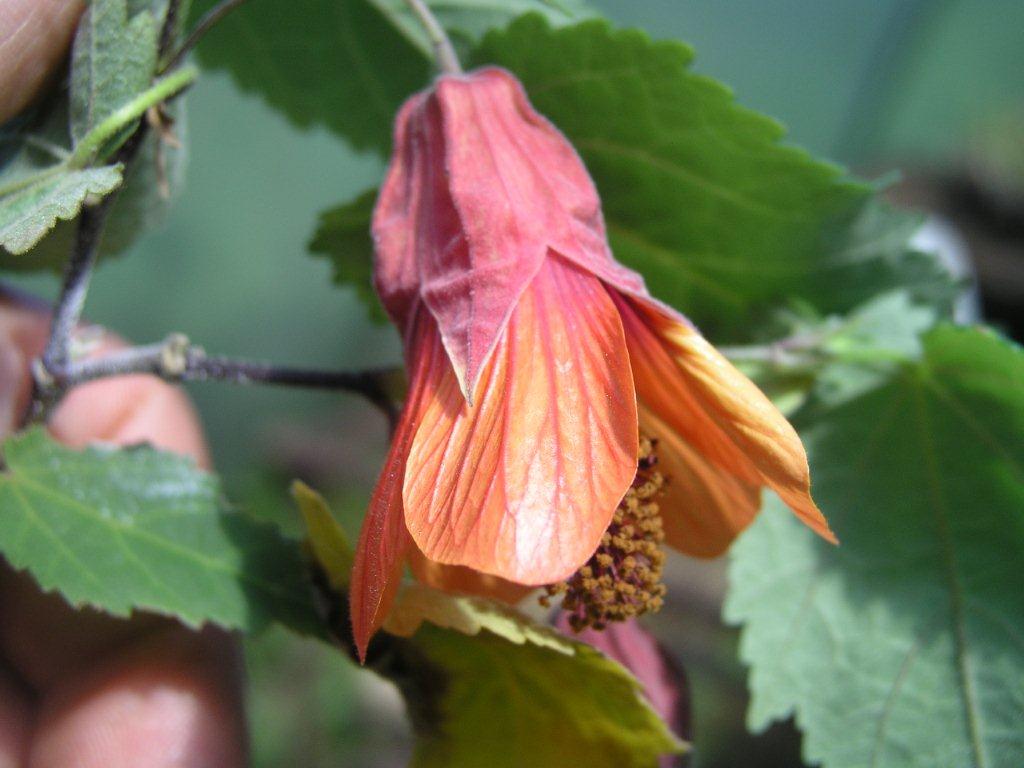 Picture of Abutilon Megapotamicum